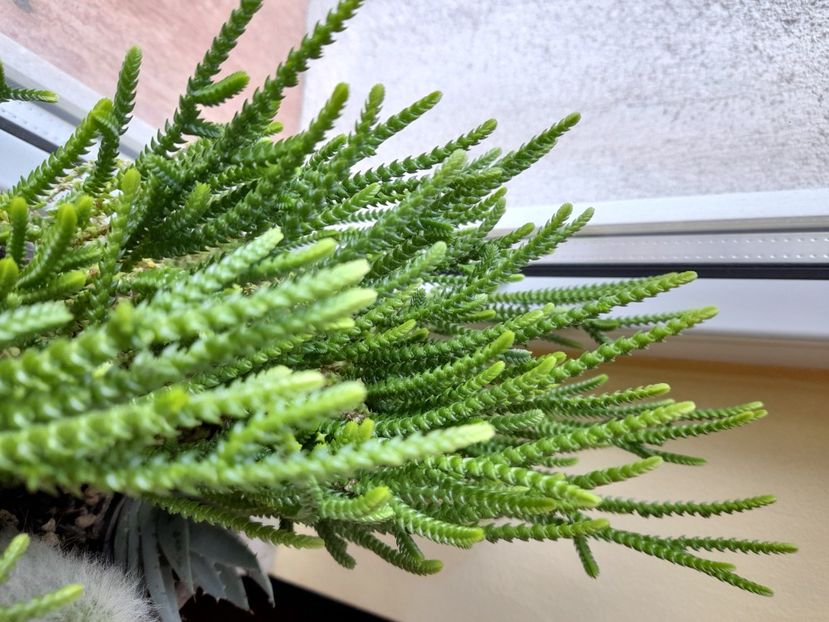  - CACTUSI si SUCULENTE