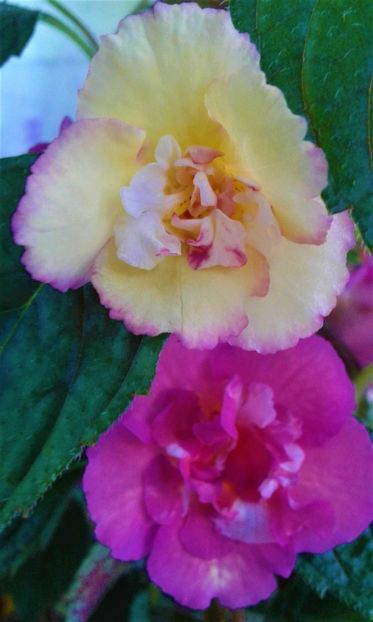 20210627_080652-1 - colectia mea de achimenes 2021