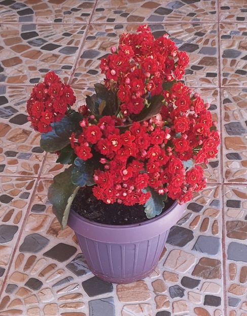  - Kalanchoe