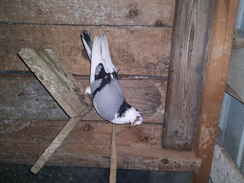  - Porumbei jucatori mai 2021