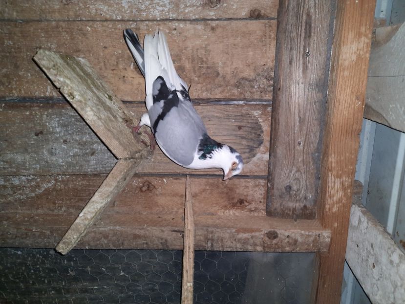  - Porumbei jucatori mai 2021