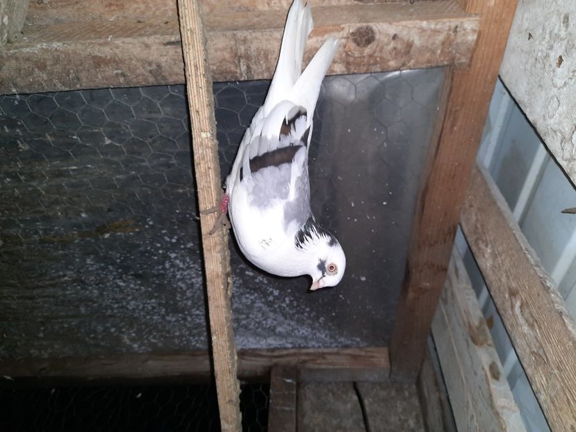  - Porumbei jucatori mai 2021