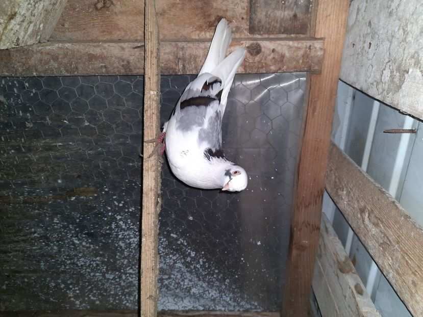  - Porumbei jucatori mai 2021