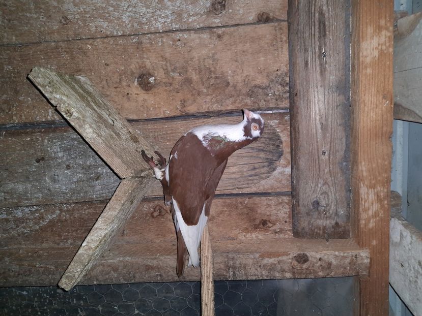  - Porumbei jucatori mai 2021