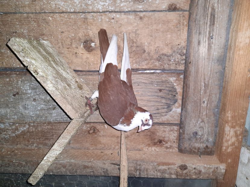  - Porumbei jucatori mai 2021