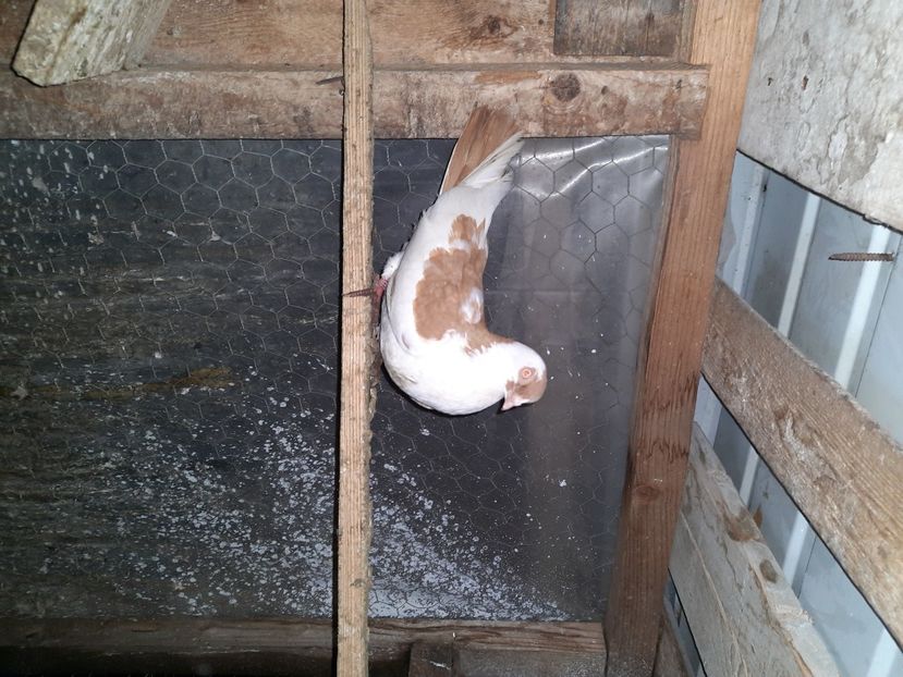  - Porumbei jucatori mai 2021