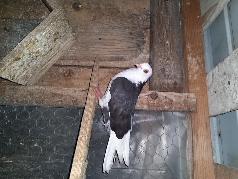  - Porumbei jucatori mai 2021