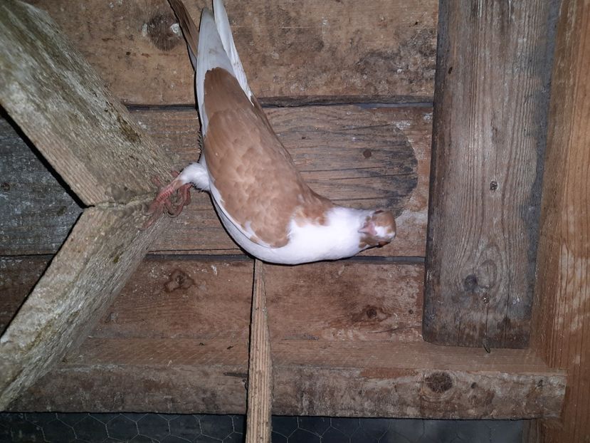  - Porumbei jucatori mai 2021