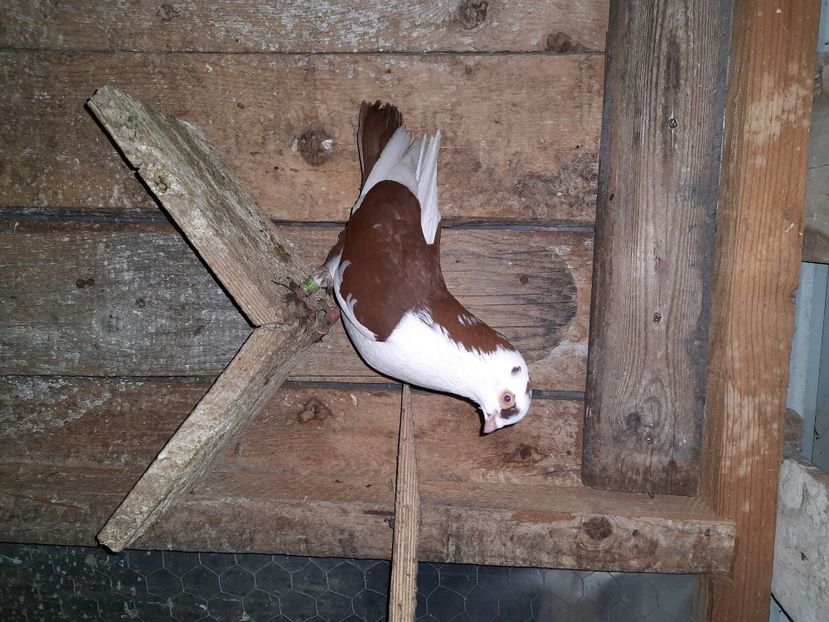  - Porumbei jucatori mai 2021