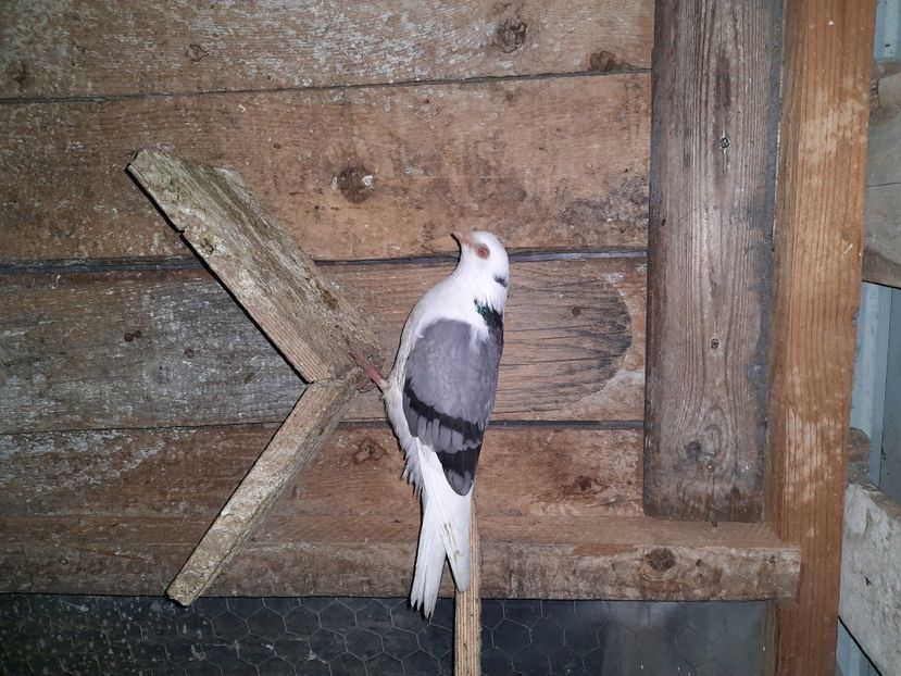  - Porumbei jucatori mai 2021