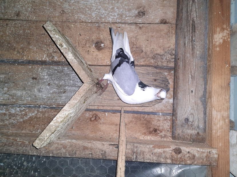  - Porumbei jucatori mai 2021