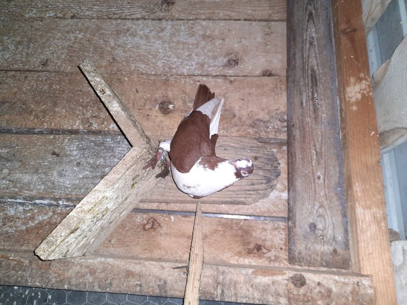  - Porumbei jucatori mai 2021