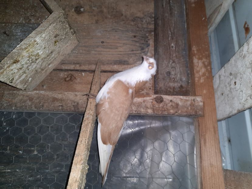  - Porumbei jucatori mai 2021