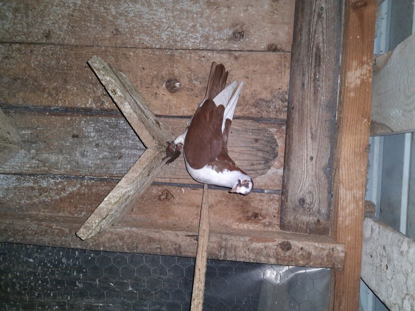  - Porumbei jucatori mai 2021