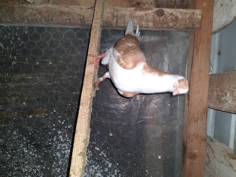  - Porumbei jucatori mai 2021