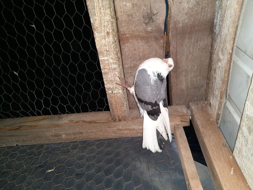  - Porumbei jucatori mai 2021