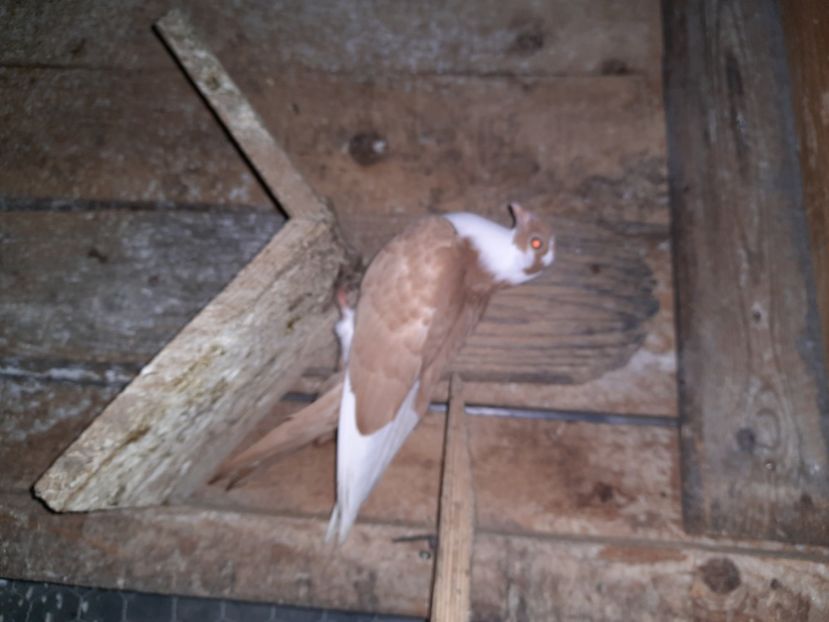  - Porumbei jucatori mai 2021