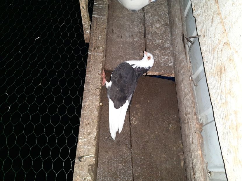  - Porumbei jucatori mai 2021