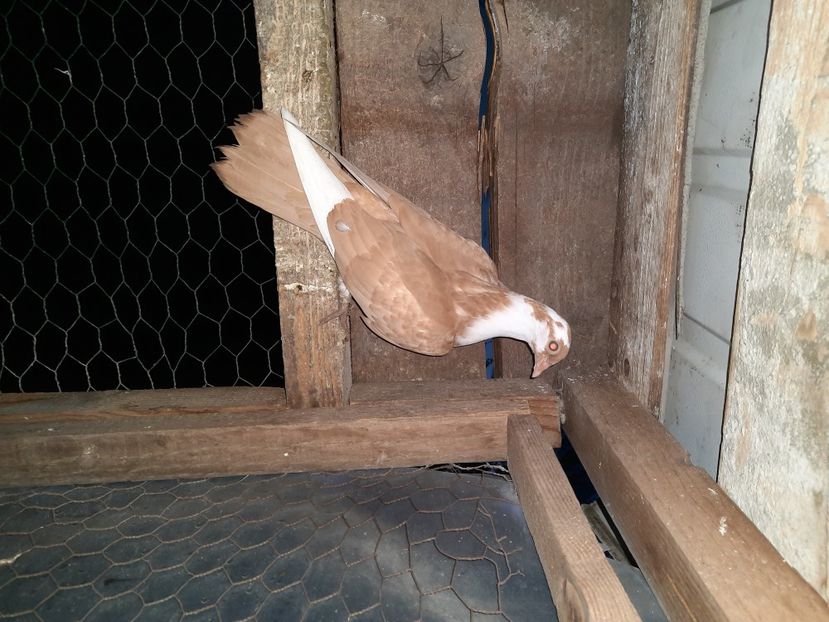  - Porumbei jucatori mai 2021