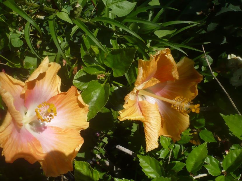 P1480804 - HIBISCUSI 2021-1