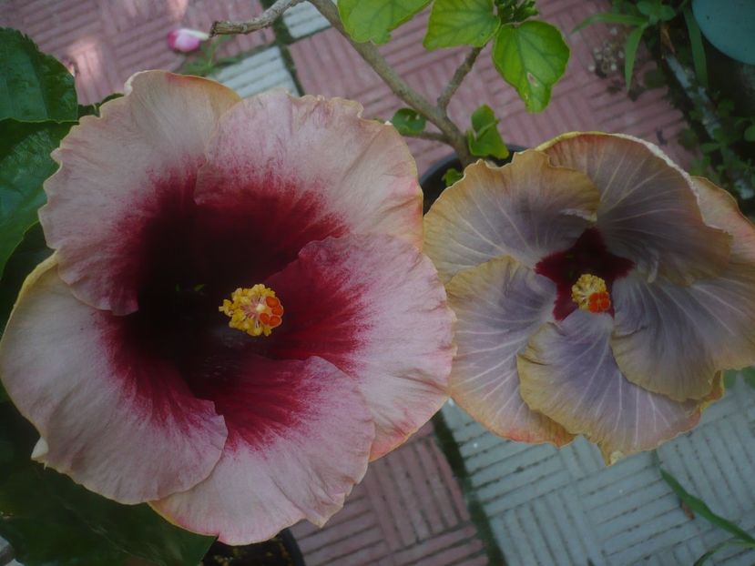 P1480807 - HIBISCUSI 2021-1