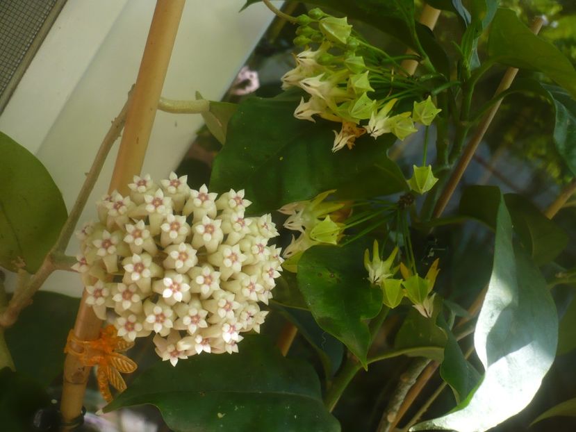 27.06.2021 - HOYA 2021-1