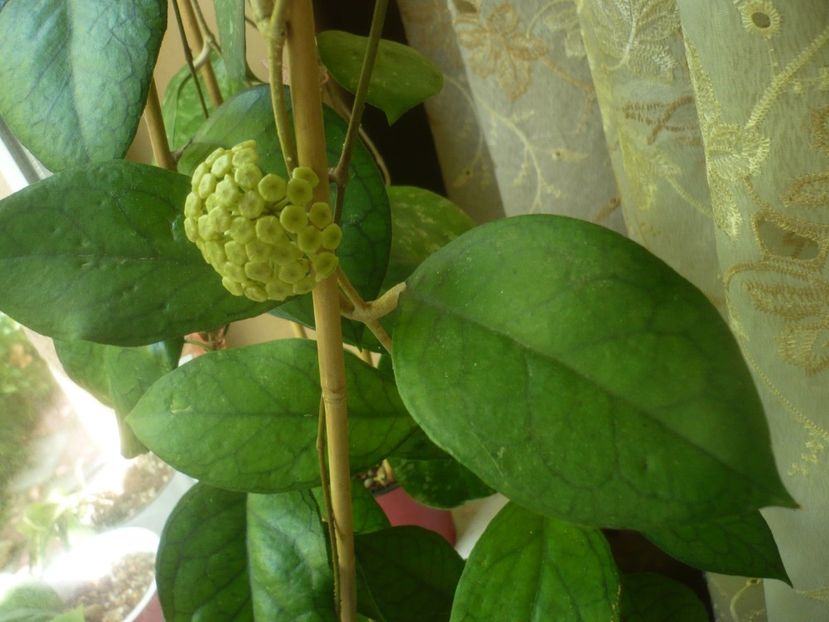 P1480828 - HOYA 2021-1
