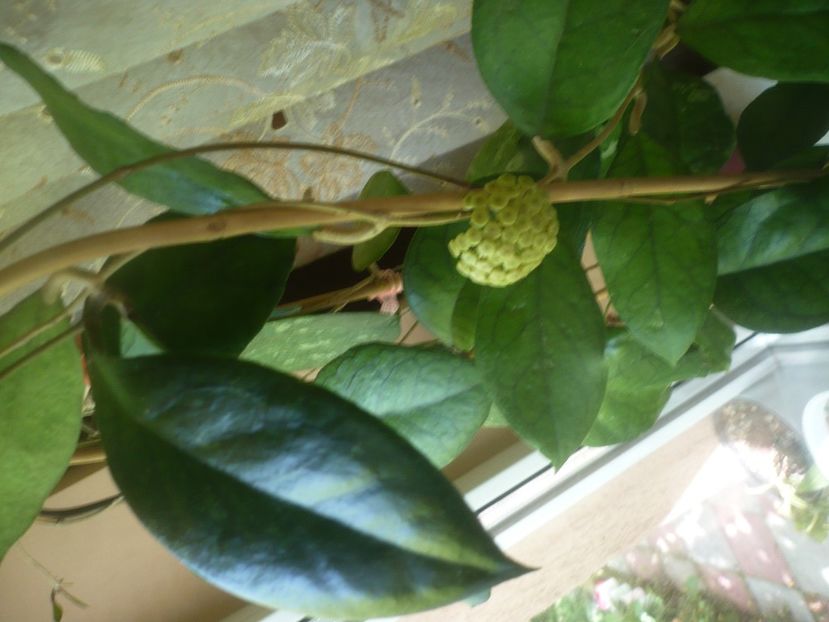 P1480830 - HOYA 2021-1