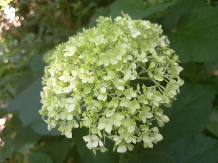  - Grădina 2021 continuare 2