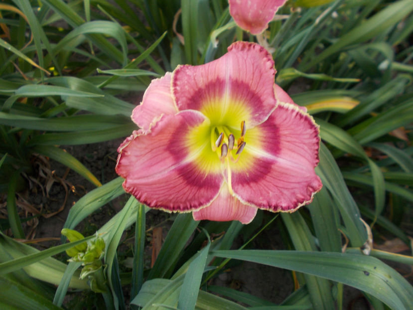 r5,3-calamity jane-18 - HEMEROCALLISI NOI DISPONIBIL IN 2021