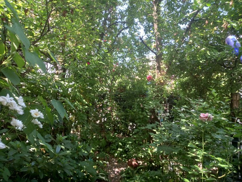  - Grădina 2021 continuare 2