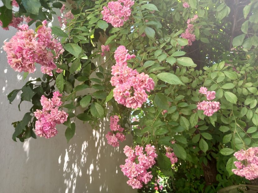  - Grădina 2021 continuare 2