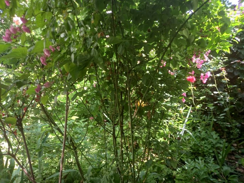  - Grădina 2021 continuare 2