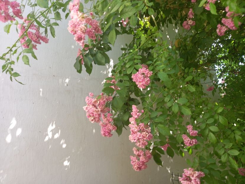  - Grădina 2021 continuare 2