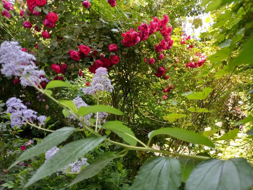  - Grădina 2021 continuare 2