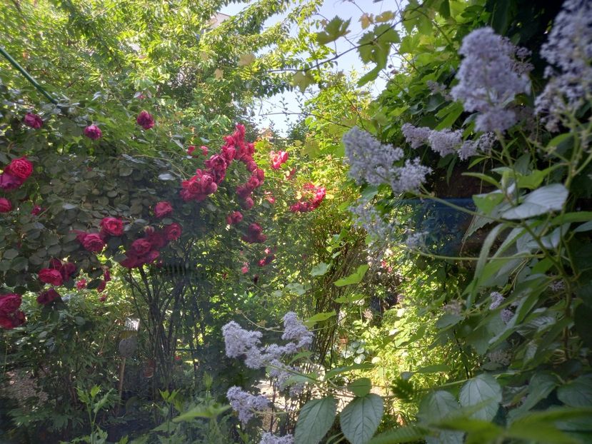  - Grădina 2021 continuare 2