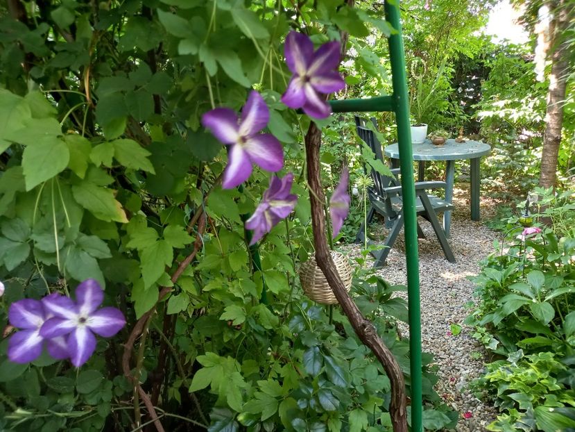  - Grădina 2021 continuare 2