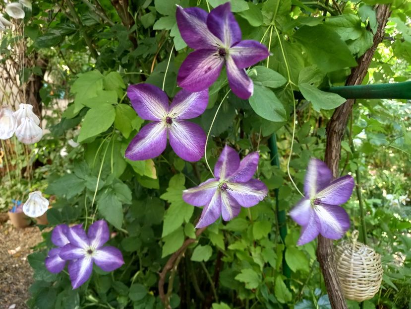  - Grădina 2021 continuare 2