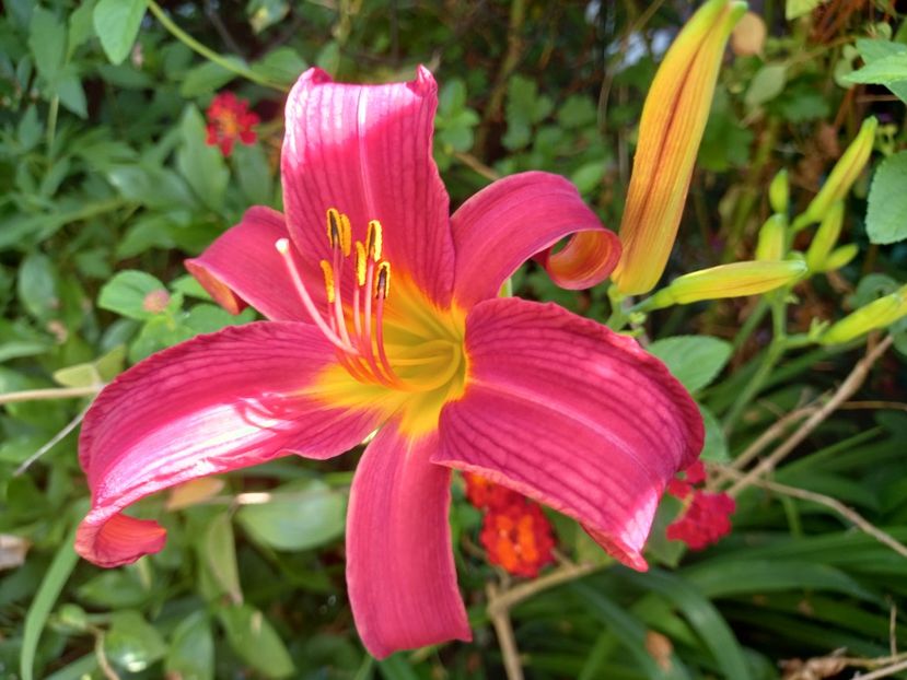  - Grădina 2021 continuare 2