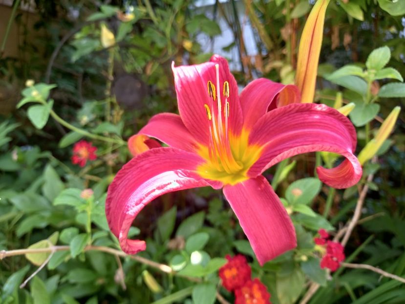  - Grădina 2021 continuare 2