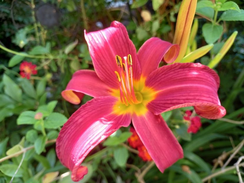  - Grădina 2021 continuare 2