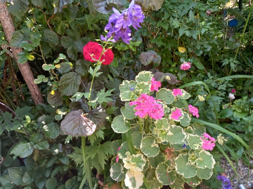  - Grădina 2021 continuare 2