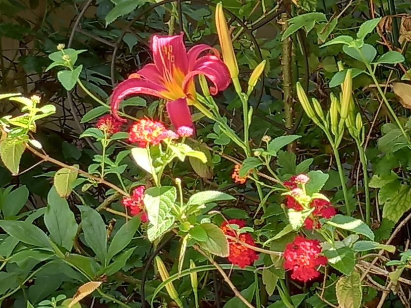  - Grădina 2021 continuare 2