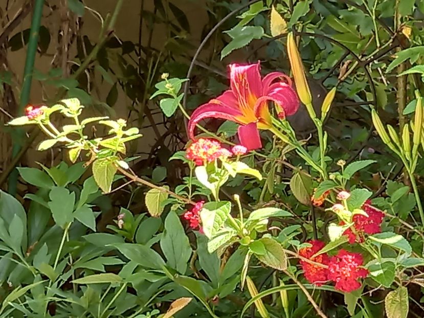  - Grădina 2021 continuare 2