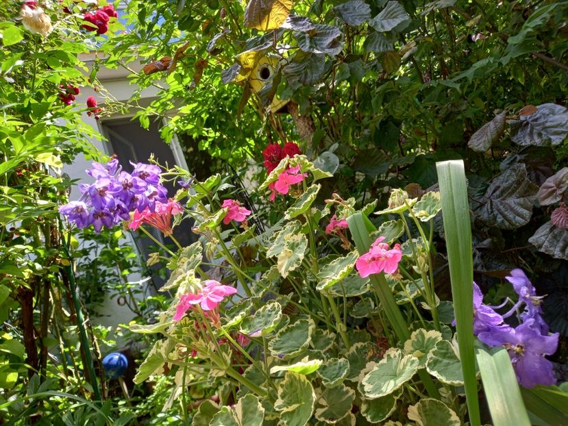  - Grădina 2021 continuare 2