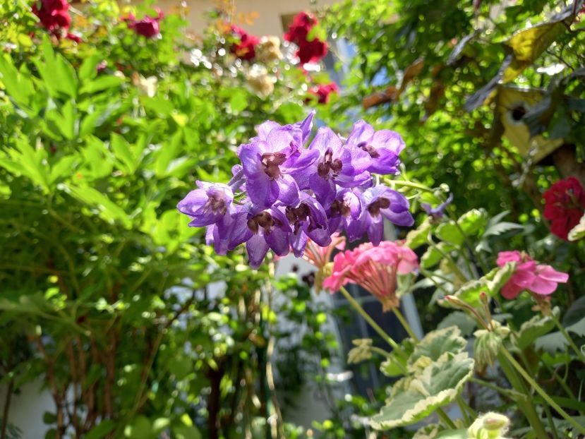  - Grădina 2021 continuare 2