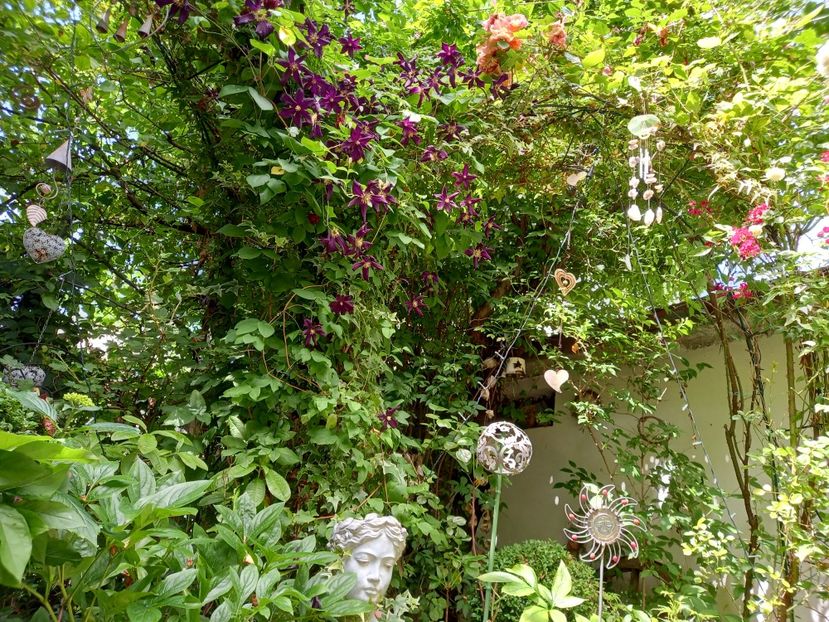  - Grădina 2021 continuare 2