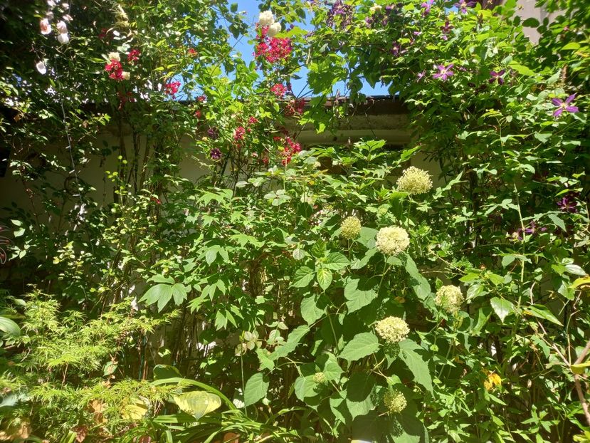  - Grădina 2021 continuare 2