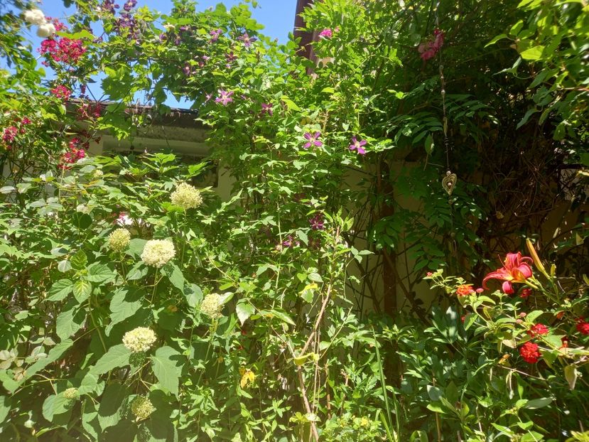  - Grădina 2021 continuare 2