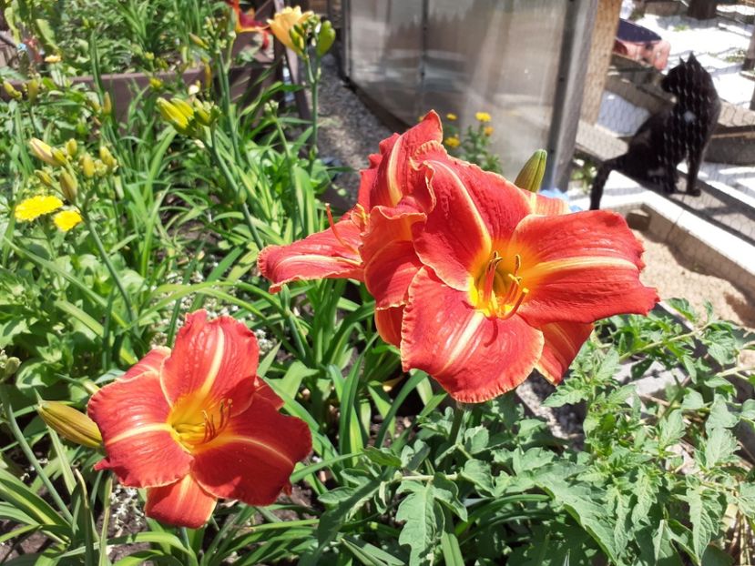 Miss Latvia - Hemerocallis 2021